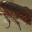 Barata