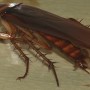 Barata